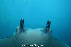 So close, the manta actualy stuck my strobe as it glided ... by Brian Naylor 